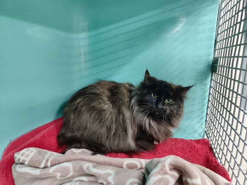 SAKARA, female mixed breed for adoption at SPA La Roche-sur-Yon, Roche Sur Yon