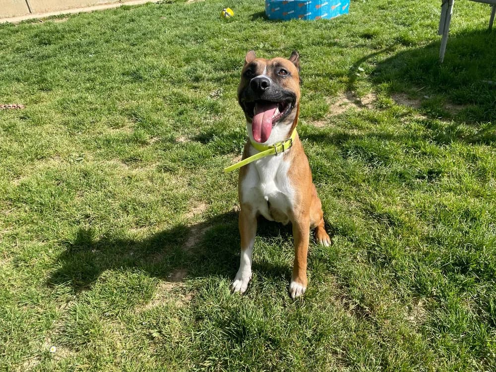 PAPOYE (promis), male Mixed Breed for adoption at SPA La Roche-sur-Yon, Roche Sur Yon