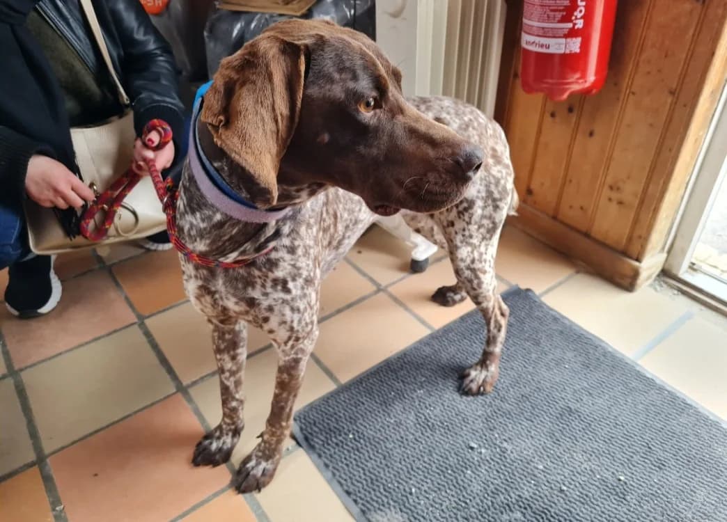 CHOUQUETTE, female German Shorthaired Pointer for adoption at SPA La Roche-sur-Yon, Roche Sur Yon