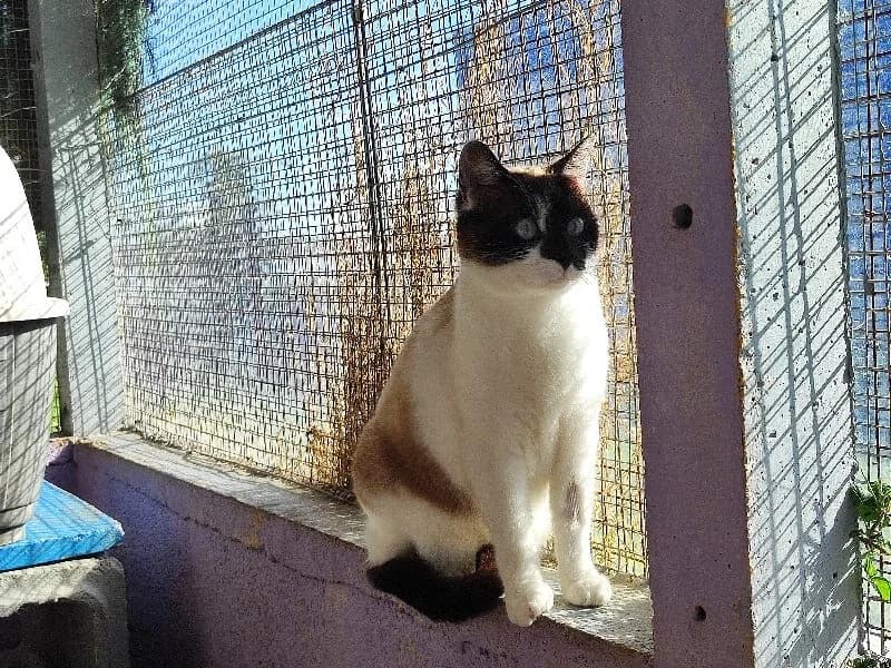TOKYO, female 3yo Siamese for adoption at SPA La Roche-sur-Yon, Roche Sur Yon