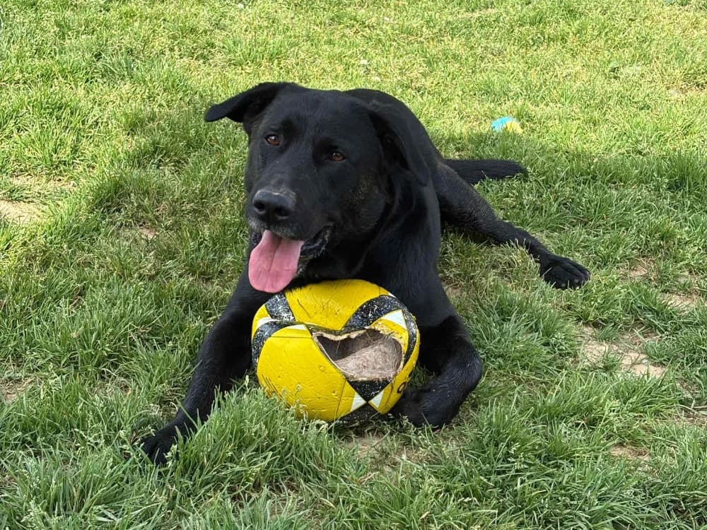 SAMBA, male Labrador Retriever for adoption at SPA La Roche-sur-Yon, Roche Sur Yon