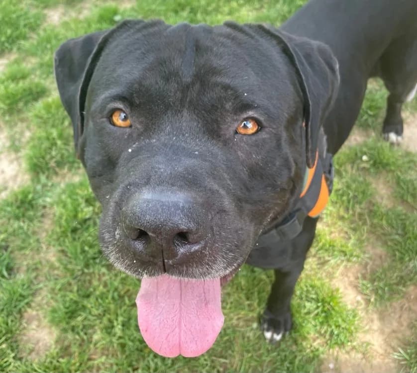 phloky, male Cane Corso for adoption at SPA La Roche-sur-Yon, Roche Sur Yon