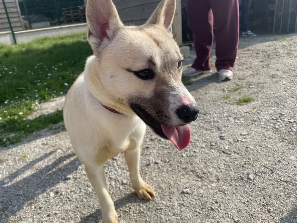 BOOBA (promis), male Mixed Breed for adoption at SPA La Roche-sur-Yon, Roche Sur Yon