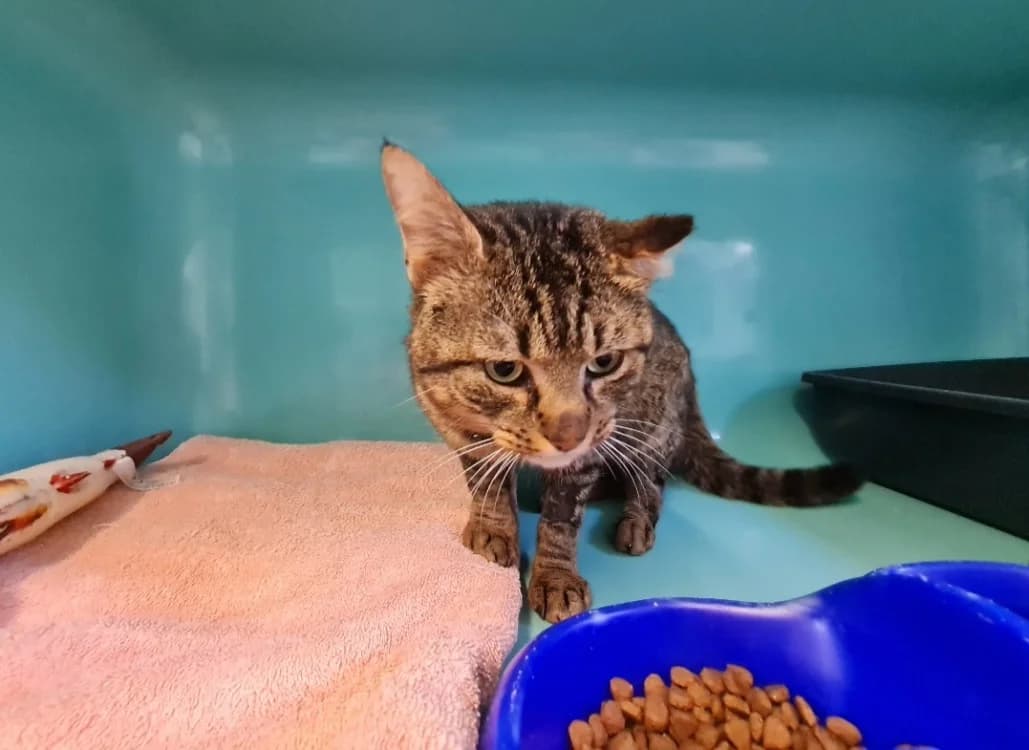 ESPOIR, female mixed breed for adoption at SPA La Roche-sur-Yon, Roche Sur Yon