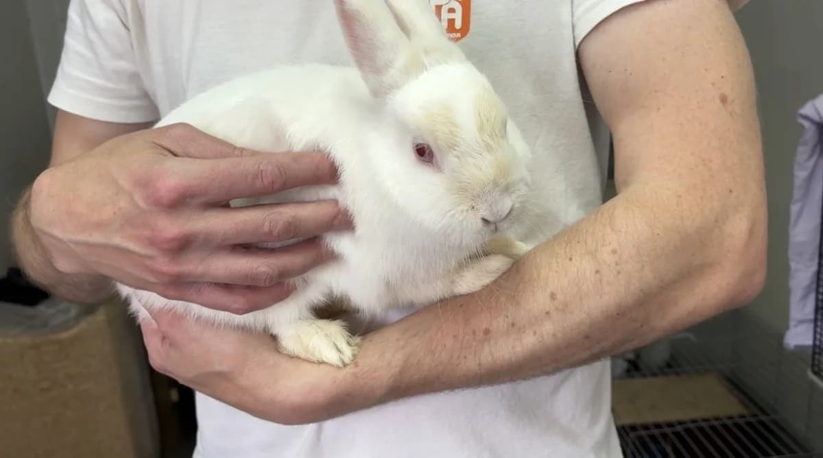 BLANCHETTE, female mixed breed for adoption at SPA La Roche-sur-Yon, Roche Sur Yon