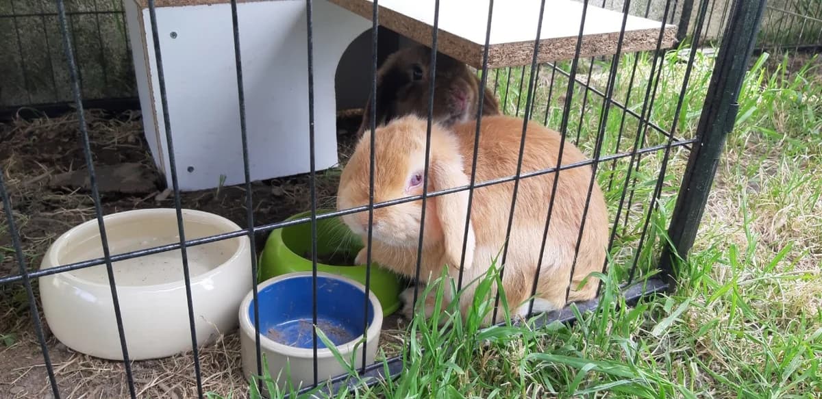 SPEEDY, male mixed breed for adoption at SPA La Roche-sur-Yon, Roche Sur Yon