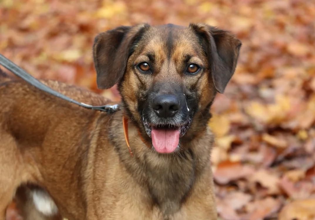 BLADE, male Mixed Breed for adoption at SPA Laon, Laon