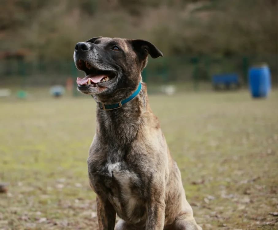 ZEUS, male mixed breed for adoption at SPA Laon, Laon