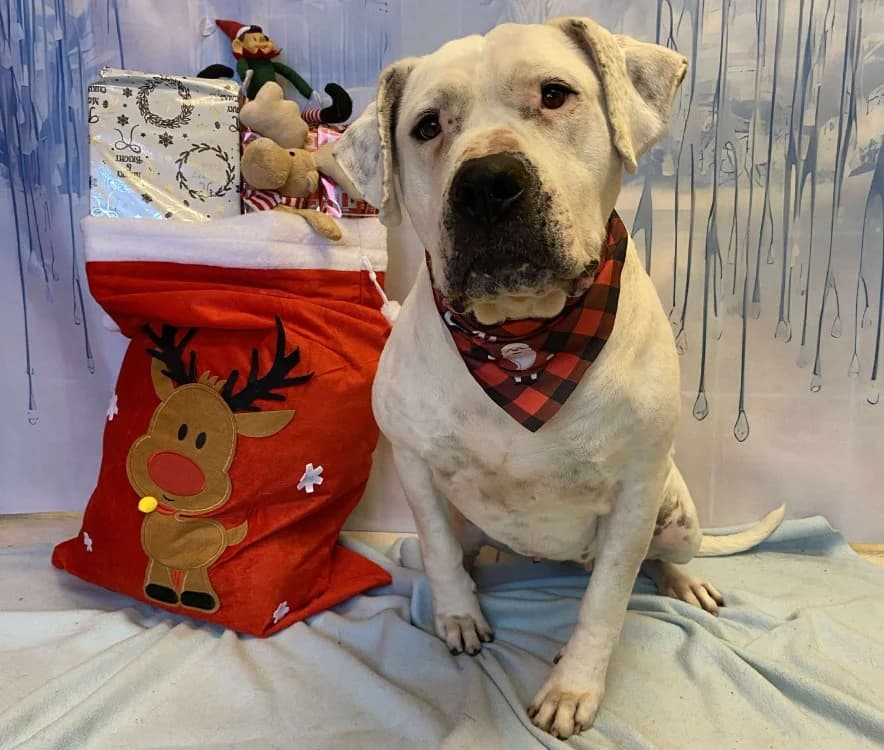 NIKITA, female mixed breed for adoption at SPA Laon, Laon