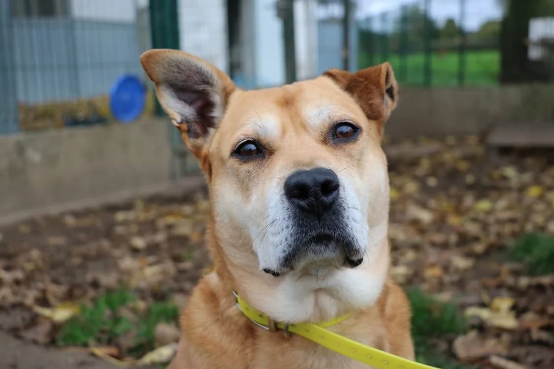 MILA, female Mixed Breed for adoption at SPA Laon, Laon