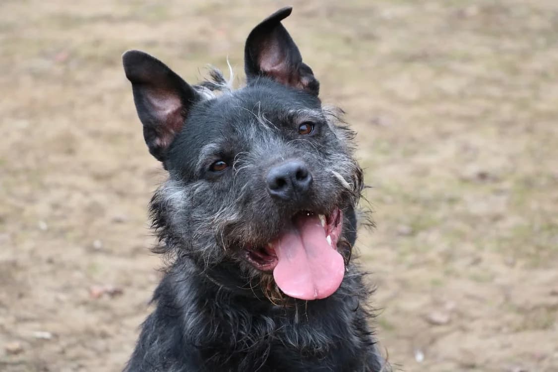 ED, male 4yo Mixed Breed for adoption at SPA Laon, Laon