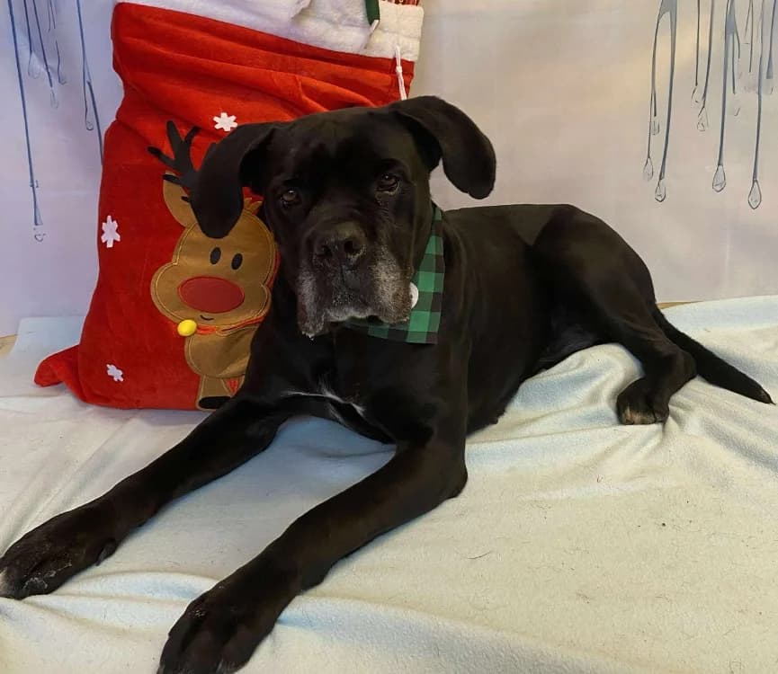 NALA, female Cane Corso for adoption at SPA Laon, Laon