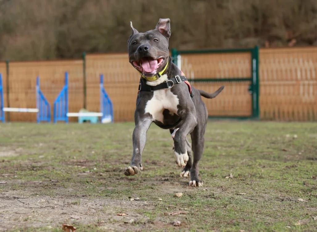 TUSHANE, male 4yo American Staffordshire Terrier for adoption at SPA Laon, Laon