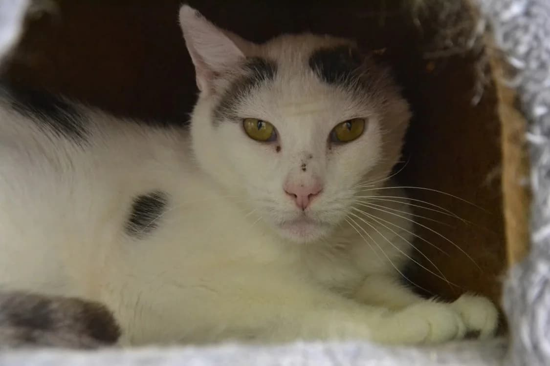 OURSE, male mixed breed for adoption at SPA Laon, Laon