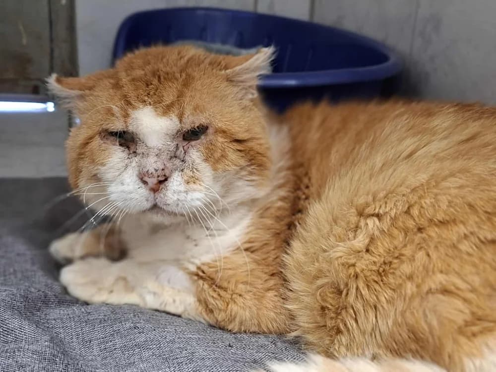 PLUTON, male mixed breed for adoption at SPA Laon, Laon