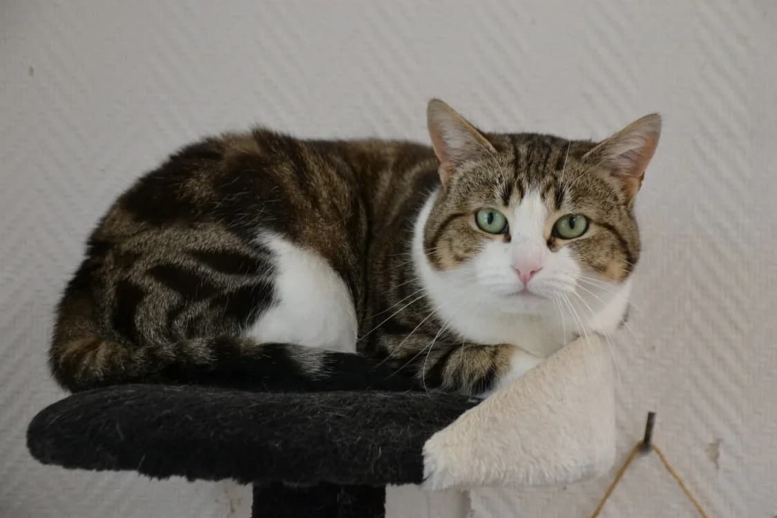 SPEEDY, female mixed breed for adoption at SPA Laon, Laon