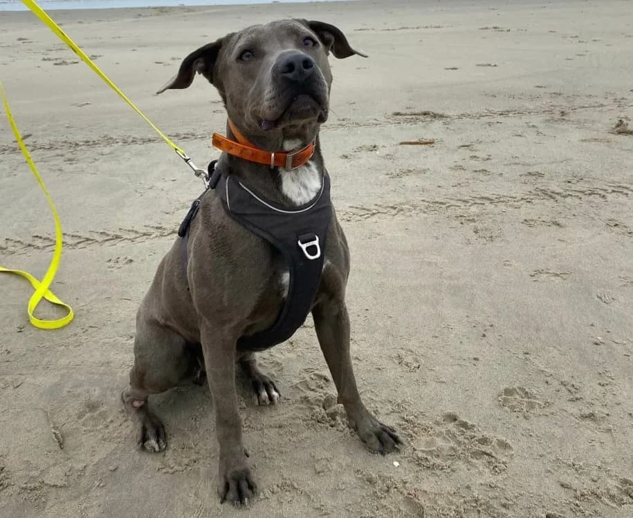 AITANA, female Mixed Breed for adoption at SPA Laon, Laon