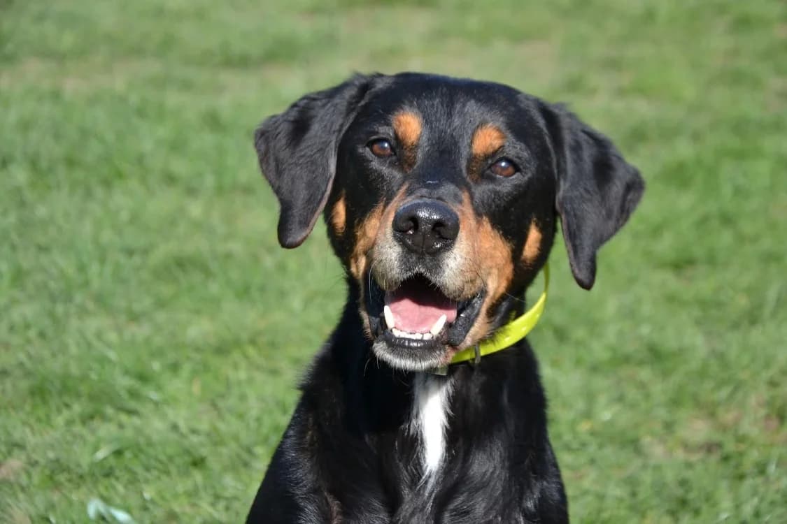 DJINKO, male Mixed Breed for adoption at SPA Laon, Laon