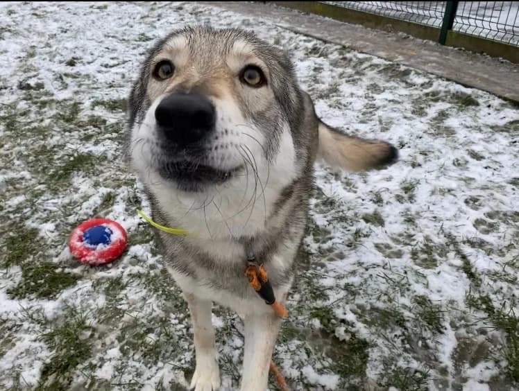 FURY, female mixed breed for adoption at SPA Laon, Laon