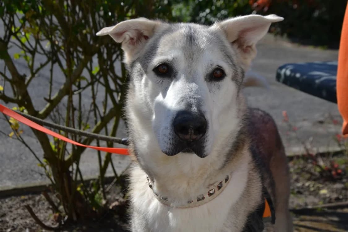 MAX, male senior Alaskan Malamute for adoption at SPA Laon, Laon