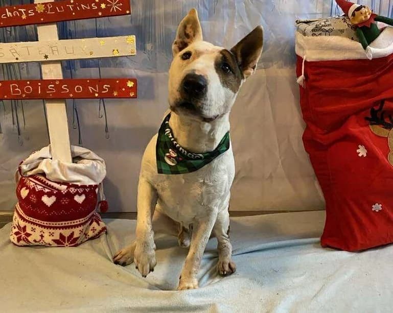 RONDOUDOU, male Bull Terrier for adoption at SPA Laon, Laon