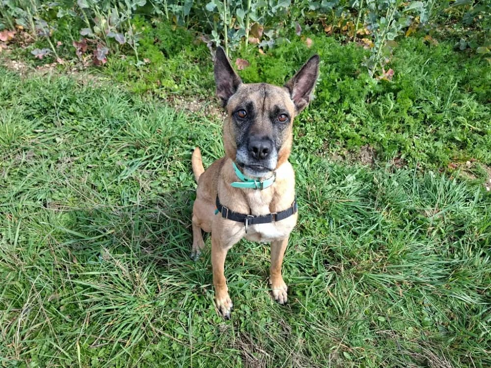 SKY, male Belgian Malinois for adoption at SPA Laon, Laon
