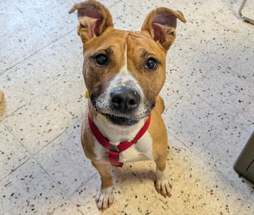 RUBY, female Staffordshire Bull Terrier for adoption at SPA Laon, Laon