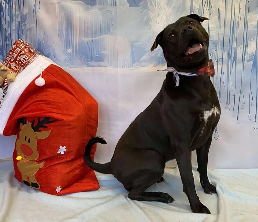 LOLA, female Shar Pei for adoption at SPA Laon, Laon