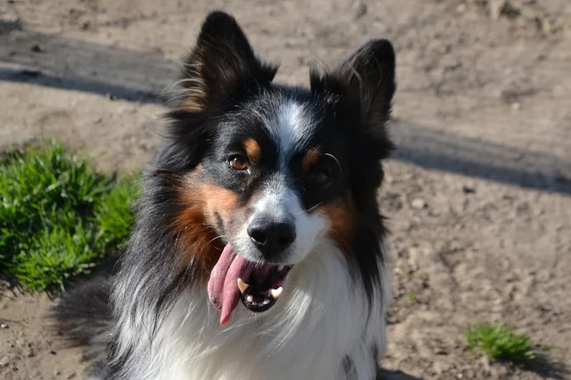 HELIOS, male Australian Shepherd for adoption at SPA Laon, Laon