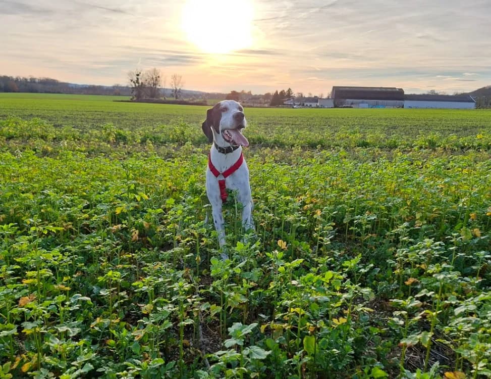 TANIA, female 4yo English Setter for adoption at SPA Laon, Laon
