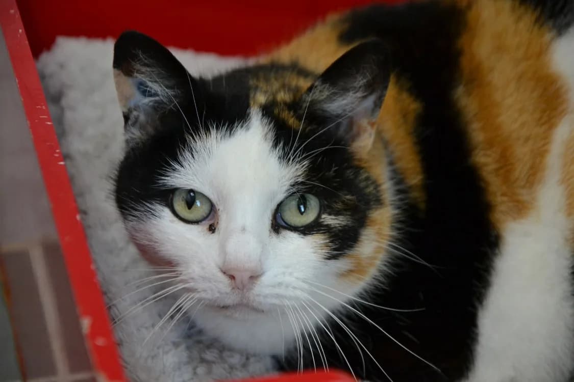 BELLA, female mixed breed for adoption at SPA Laon, Laon