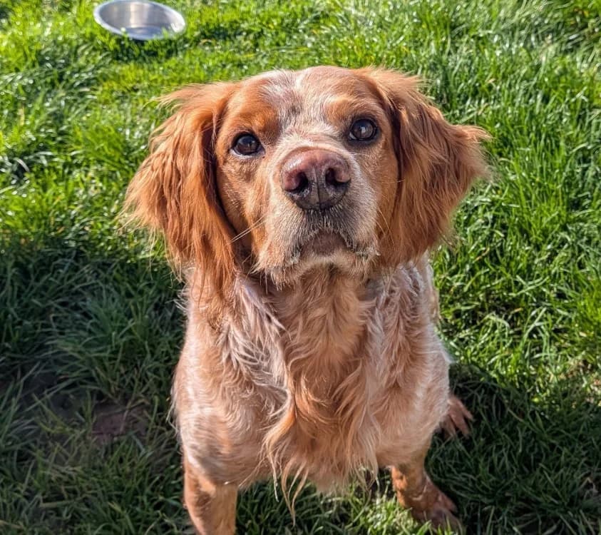 NÉMO, male mixed breed for adoption at SPA Laon, Laon
