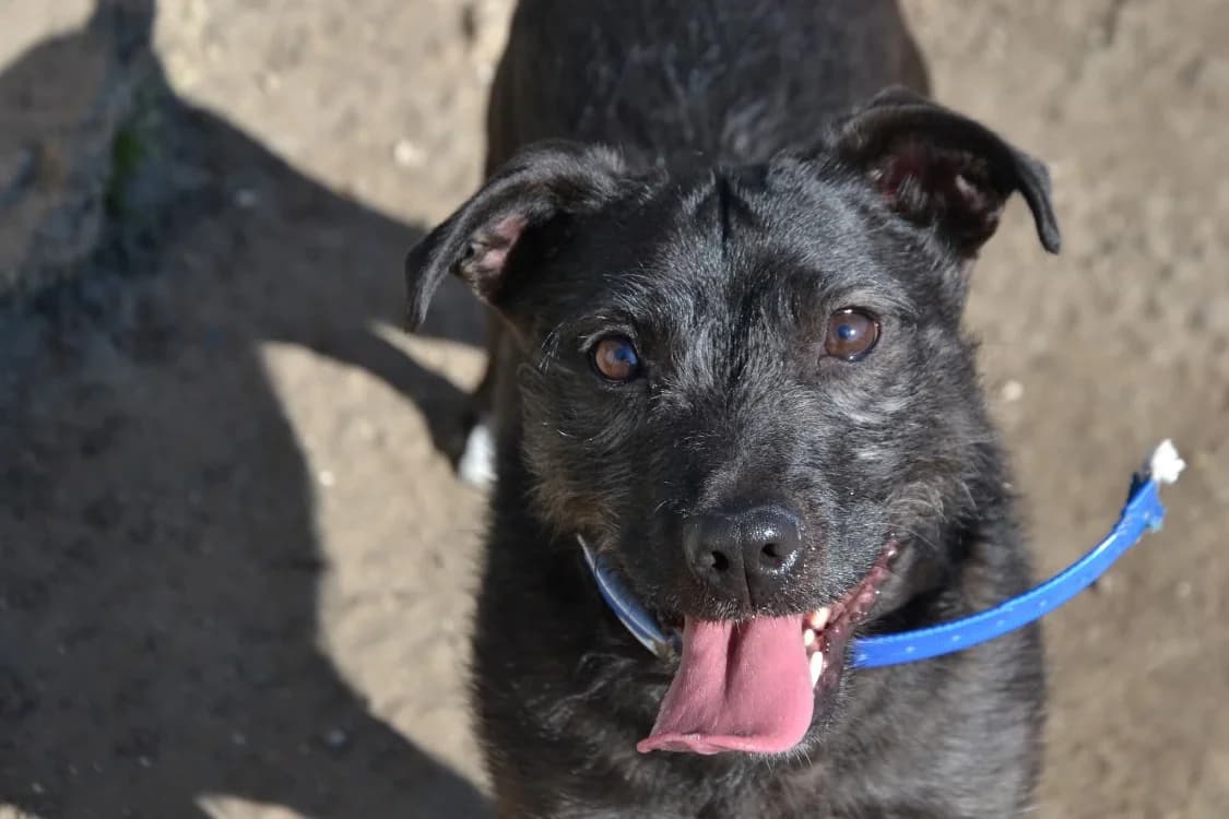 COOKIE, female Mixed Breed for adoption at SPA Laon, Laon