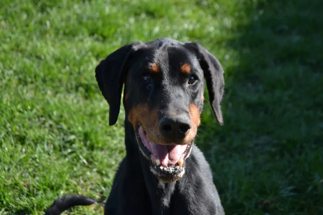 PIKE, male Doberman for adoption at SPA Laon, Laon