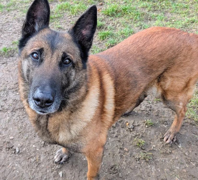 LASCO, male Belgian Malinois for adoption at SPA Laon, Laon