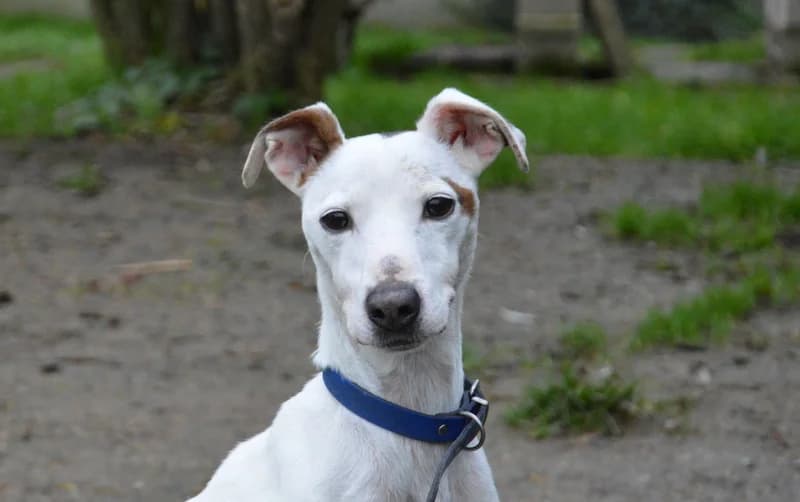 MYRON, male Jack Russell Terrier for adoption at SPA Laon, Laon