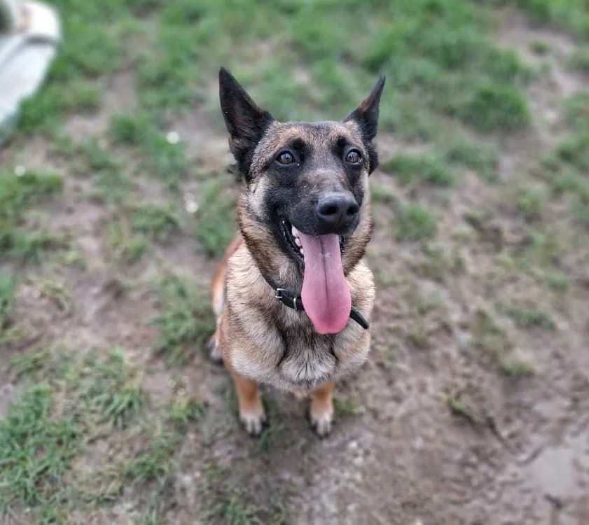 KIPI, female Belgian Malinois for adoption at SPA Laon, Laon