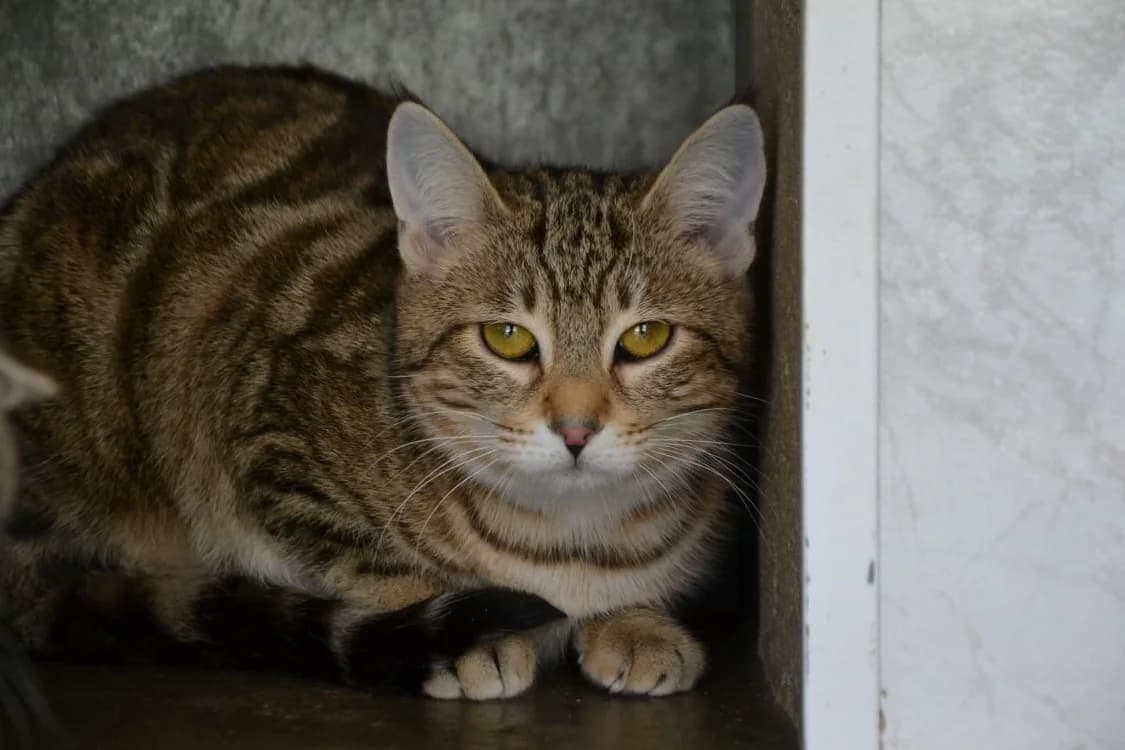 TRICOTTE, female mixed breed for adoption at SPA Laon, Laon