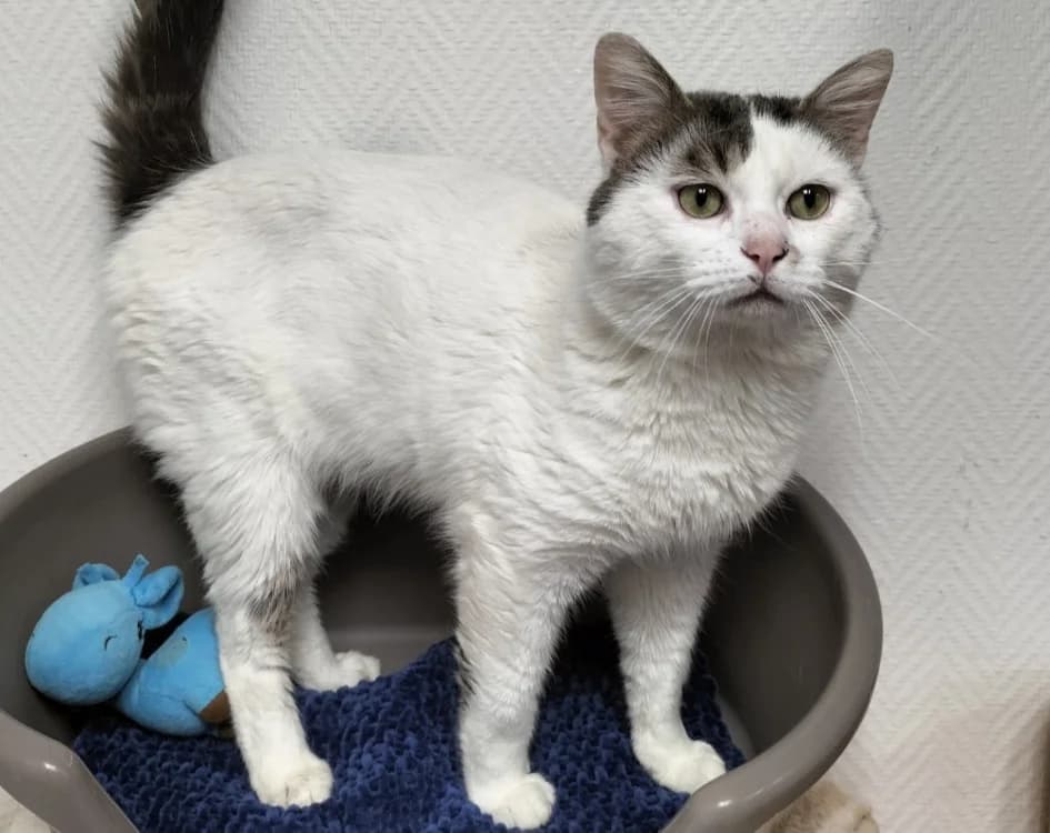 COWBOY, male mixed breed for adoption at SPA Laon, Laon