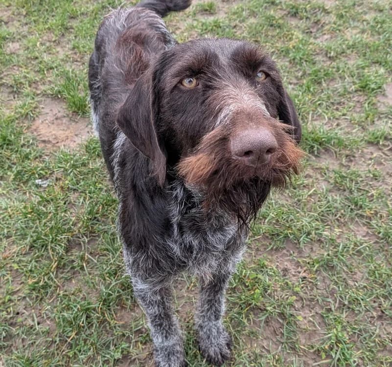 GRIOTTE, female mixed breed for adoption at SPA Laon, Laon