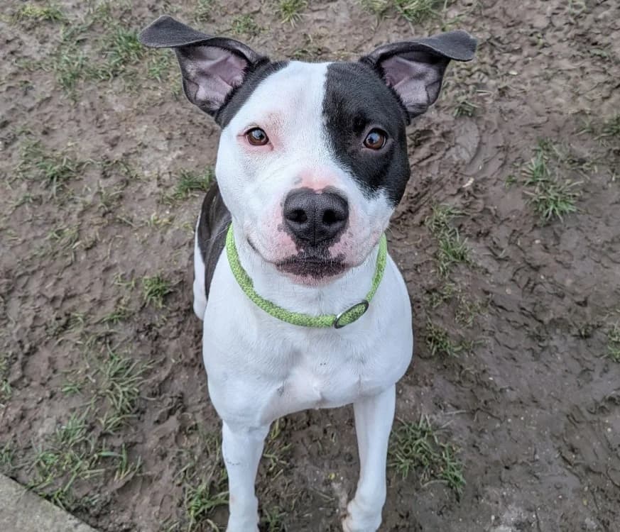 ebene, female Mixed Breed for adoption at SPA Laon, Laon