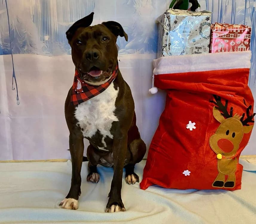 SIA, female American Staffordshire Terrier for adoption at SPA Laon, Laon