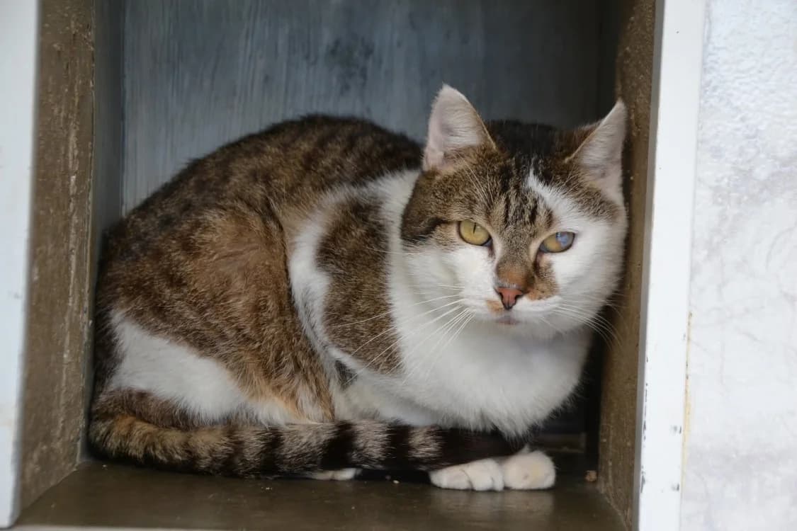 USKY, male mixed breed for adoption at SPA Laon, Laon