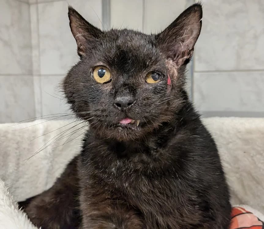 MIRACLE, male mixed breed for adoption at SPA Laon, Laon