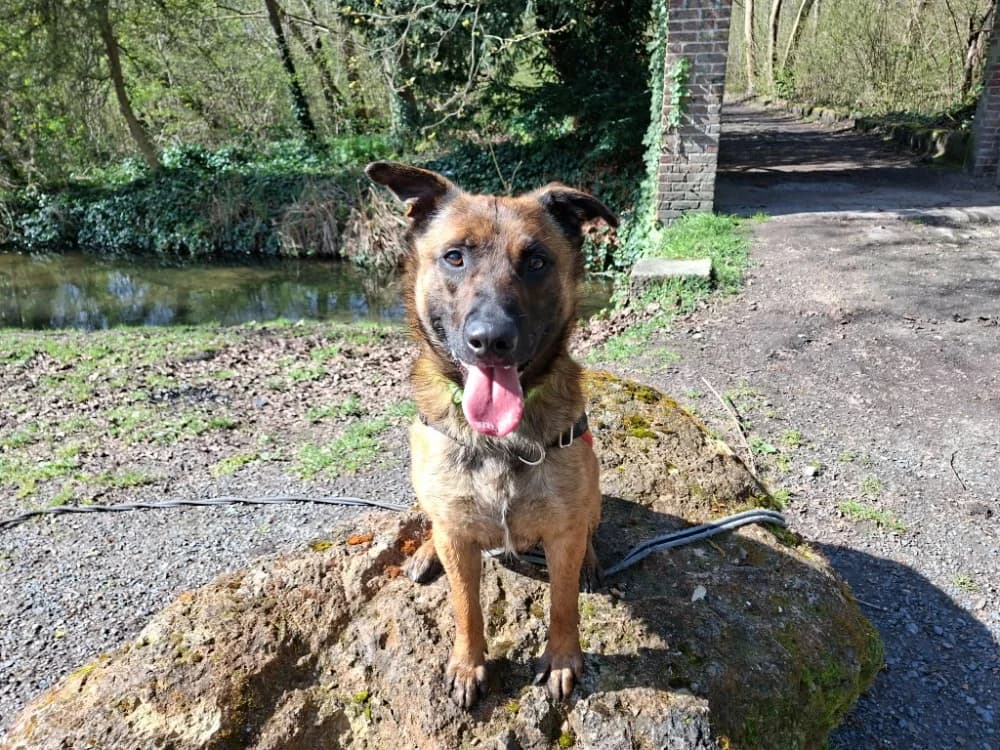 LIOR, male Belgian Malinois for adoption at SPA Laon, Laon