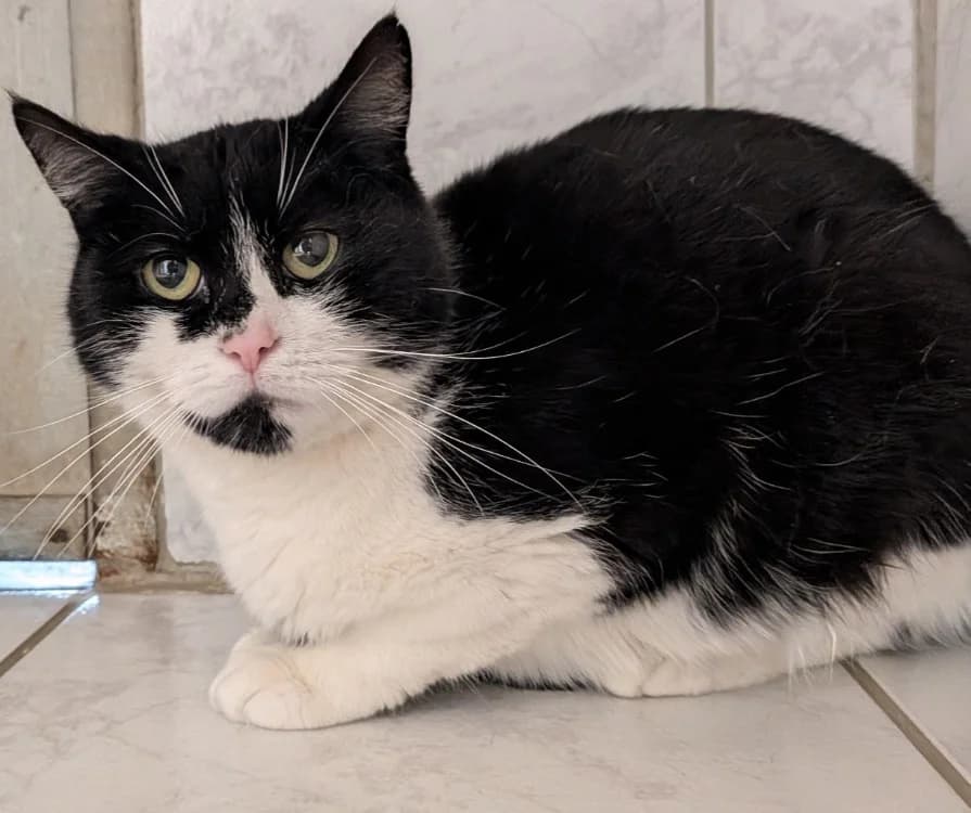 MIA, female mixed breed for adoption at SPA Laon, Laon