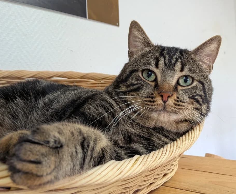 THEO, male mixed breed for adoption at SPA Laon, Laon