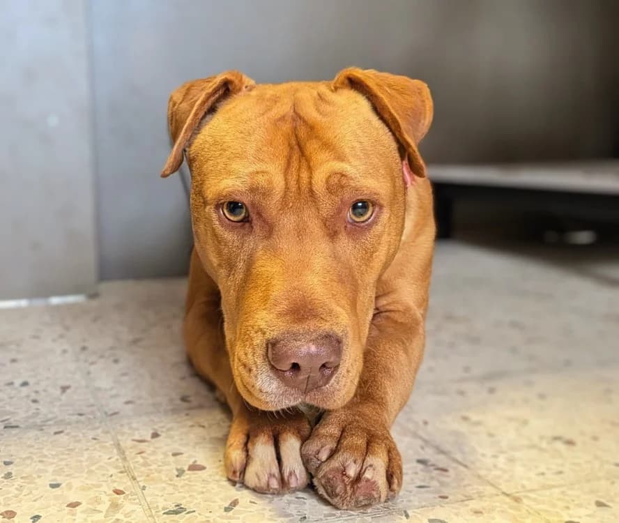 WISLEY, male Mixed Breed for adoption at SPA Laon, Laon