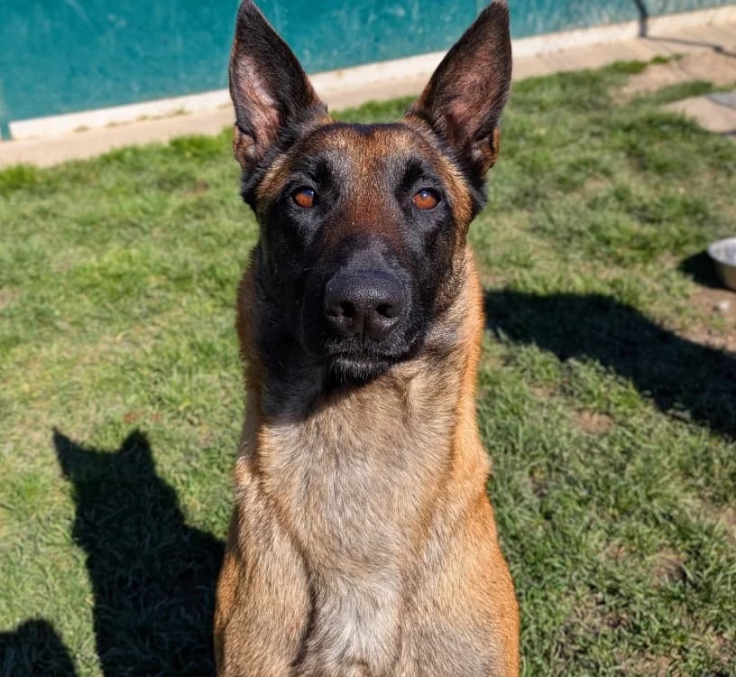 HELIA, female Belgian Malinois for adoption at SPA Laon, Laon