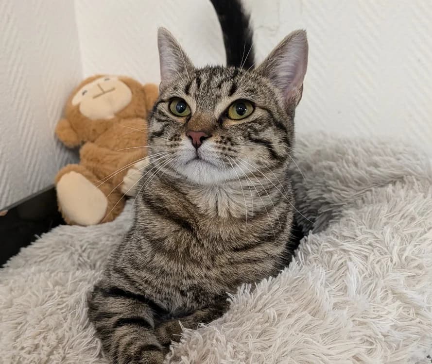 KEHOPA, female mixed breed for adoption at SPA Laon, Laon